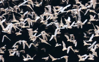 Bats in cave mouth